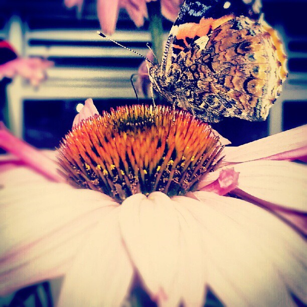 11203384 1554405584822274 942683336 n