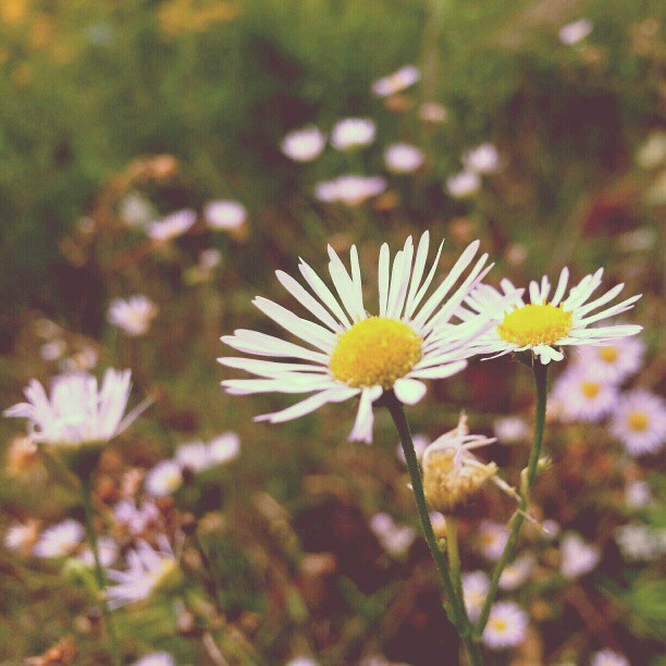 11259483 555624774579023 2136576898 n