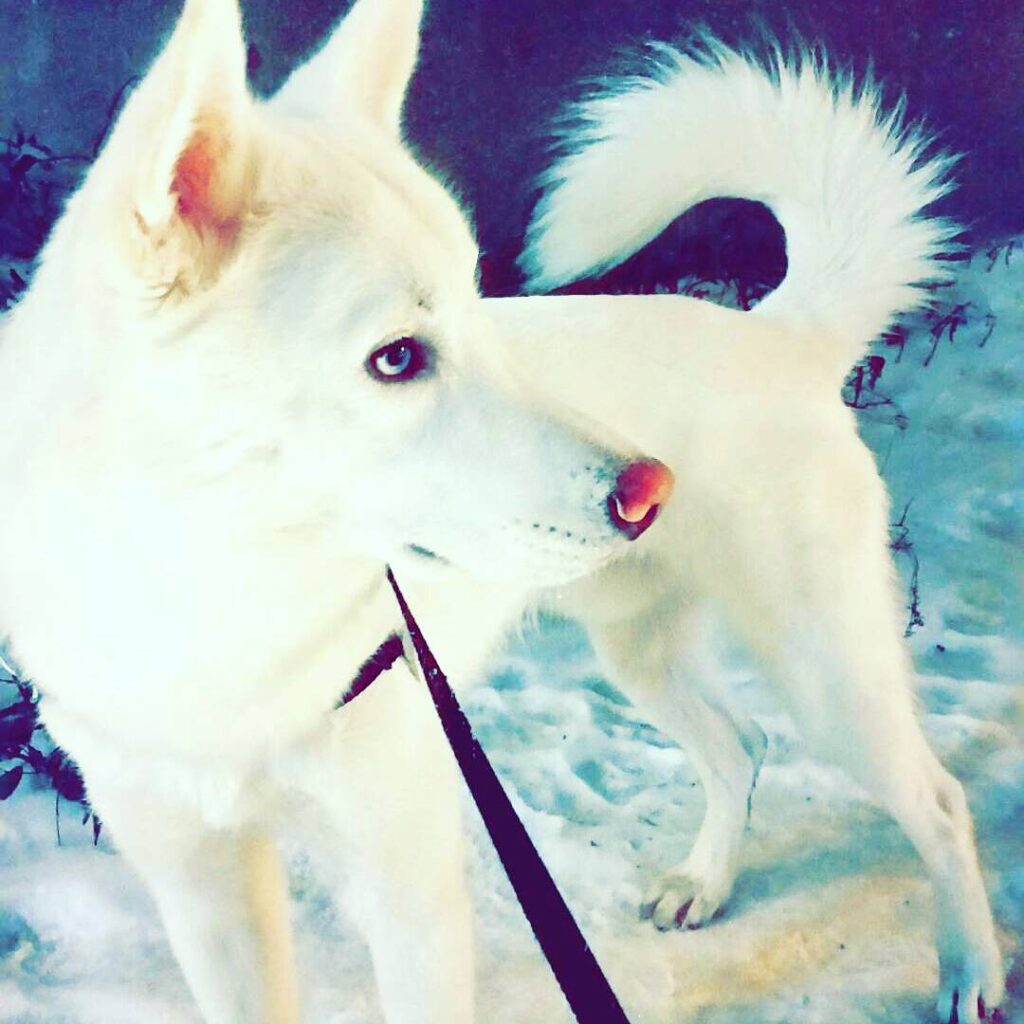Snow Dog